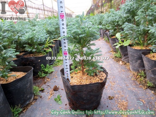 Cây tuyết tùng cao 20cm Ms 13654 dáng đẹp