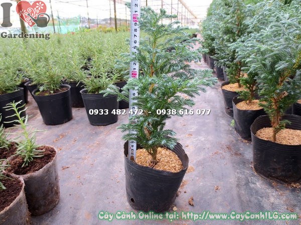cây tuyết tùng cao 30cm trồng hàng loạt cảnh quan công trình