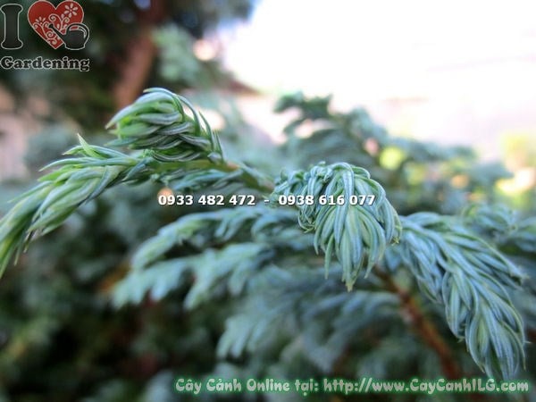 Chậu trồng cây Tuyết Tùng gốc lớn