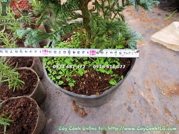 Cây tuyết tùng nhật cao 40cm lá xanh đẹp