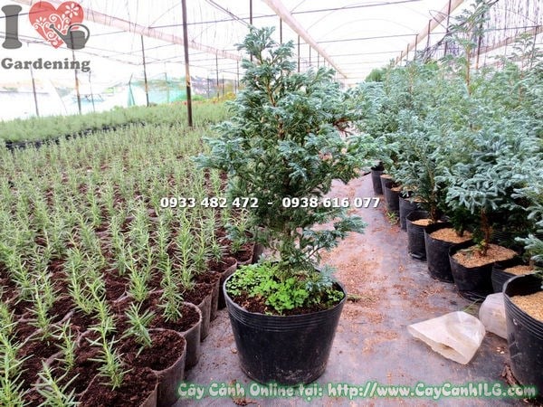 Cây Tuyết Tùng Nhật – cây cảnh xanh quanh năm hình nón đẹp