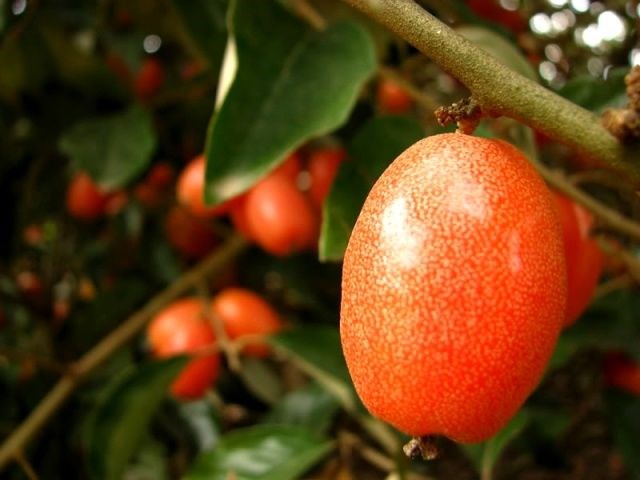 cây tỳ bà diệp - nhót - hình ảnh thực tế tại vườn ILG