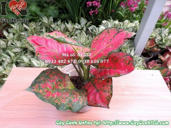 Cây vạn lộc bụi 1 cây cao 20cm - Ms 01557