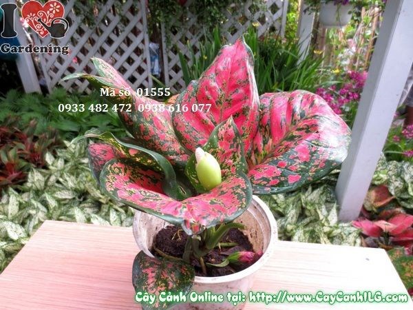 Cây vạn lộc với bộ lá xanh tươi mát