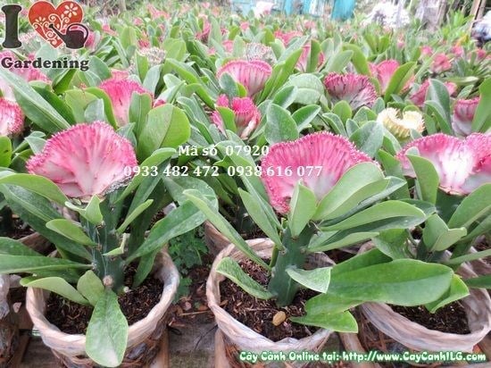 Cây vạn lý trường thành 20cm – dáng cây xương rồng độc đáo trang trí cảnh quan