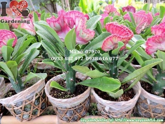Cây vạn lý trường thành 20cm chăm sóc dễ dàng ưa sáng chịu hạn tốt