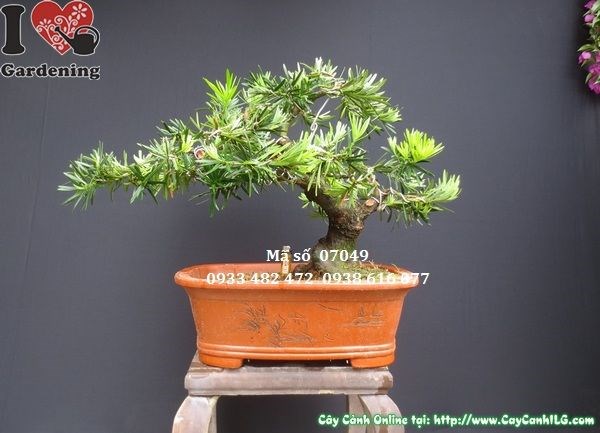 Chăm sóc cây vạn niên tùng bonsai cao 45cm hoành 24cm
