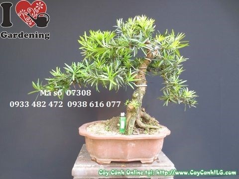 Cây vạn niên tùng bonsai đẹp cao 50cm hoành 20cm MS 07308 - chính diện