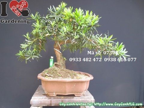 Cây vạn niên tùng bonsai 50cm - mặt sau 2 - MS 07308
