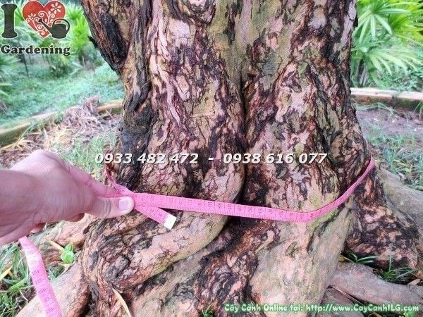 Thân gỗ cổ thụ Vạn Niên Tùng hoành 110cm – đường vân xoắn kỳ bí
