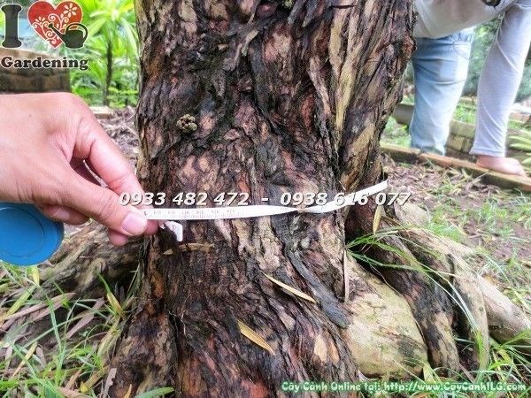 Cây Vạn Niên Tùng Cổ Thụ hoành 95cm - gốc to vạm vỡ nội lực