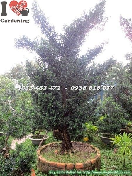 Cây Vạn Niên Tùng Cổ Thụ Số 4 Hoành 95cm - dáng phóng khoáng tự nhiên