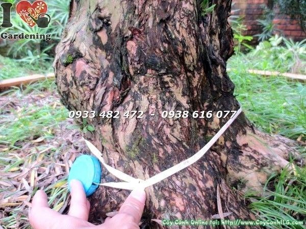 Cây vạn niên tùng cổ thụ số 5 hoành 95cm - toàn cảnh dáng cây