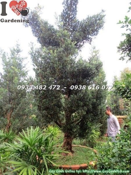 Cây vạn niên tùng cổ thụ số 5 hoành 95cm - tổng thể tán lá và thân cây