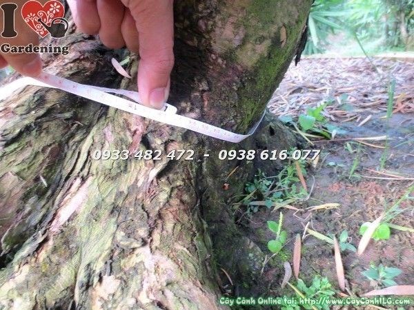Thân cổ thụ xù xì Cây Vạn Niên Tùng Hoành 95cm Ms 22627