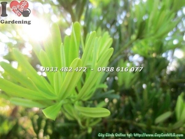 Cây Vạn Niên Tùng Đài Loan cao 2m gốc lớn – lộ trình phát triển