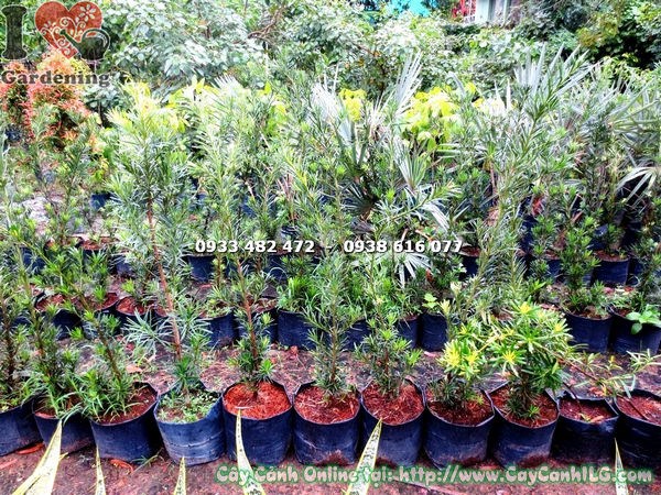 Cây vạn niên tùng giống cao 1m – cây khỏe, thân thẳng, phù hợp trồng số lượng lớn
