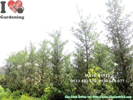 Cây vạn niên tùng tháp trồng ngoài trời nhận ánh sáng đầy đủ