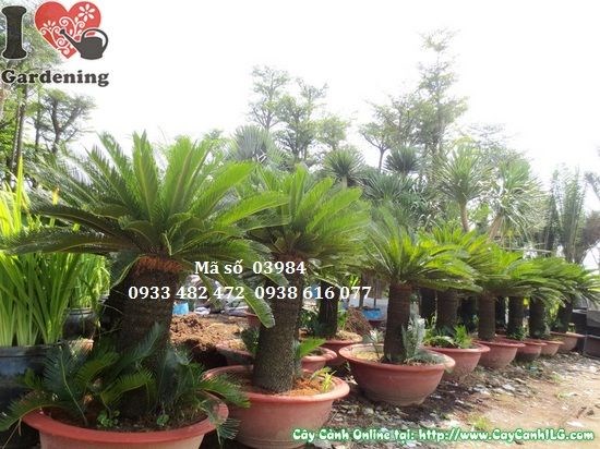Cây vạn tuế cao 1m - phù hợp trang trí sân vườn và văn phòng