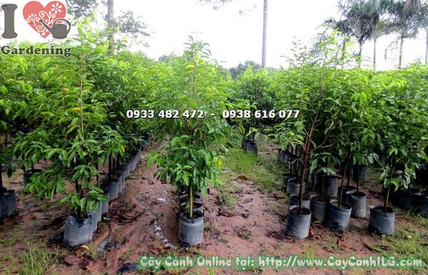 cây viết cao 1m4 ms 17867