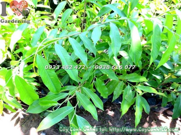 Lá cây Viết mép gợn sóng đặc trưng, xanh bóng quanh năm