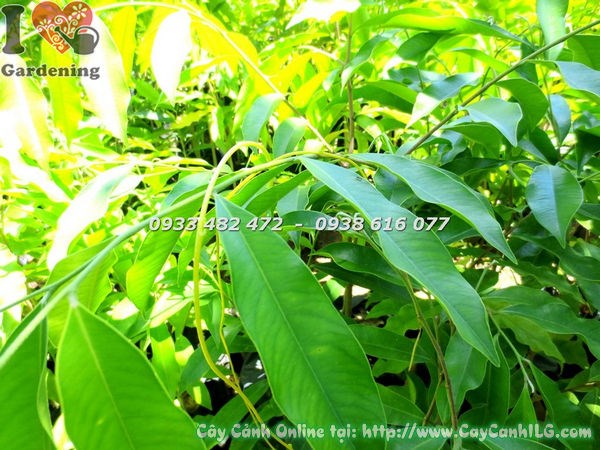 Cây Viết 50cm tán lá xanh đẹp, thích hợp trồng cảnh quan