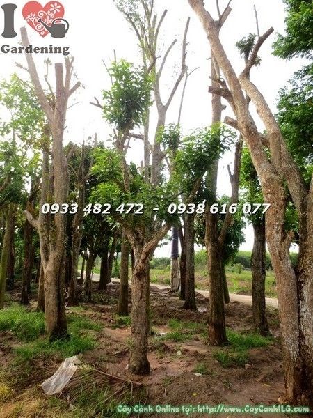 Cây vối cao 3.5m đường kính 25cm – cây cảnh quan lớn