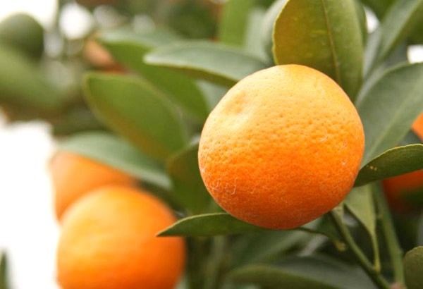 Cây vối trồng cảnh quan đô thị Hà Nội