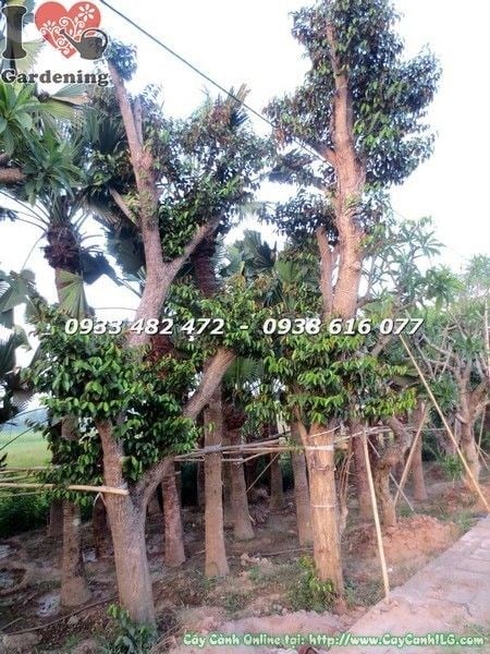 Cây vú sữa lớn trồng làm cảnh cao 6m – cảnh quan sân vườn đẹp