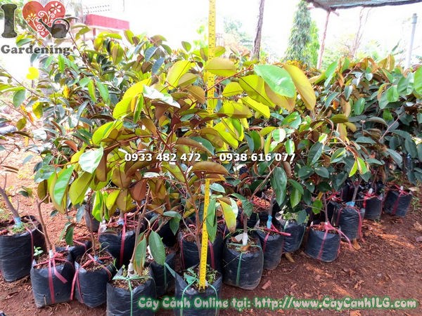 Cây vú sữa lò rèn giống cao 70cm tại vườn ươm ILG