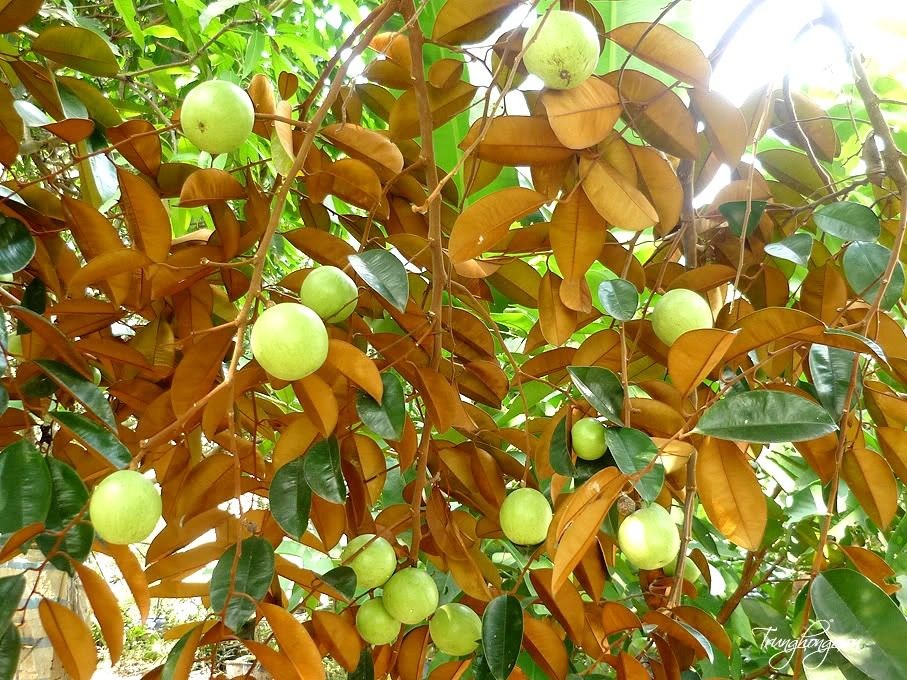 Cây vú sữa lò rèn cắt tỉa tạo dáng đẹp trong khuôn viên