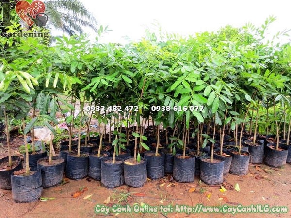 Cây xà cừ giống cao 1m4 – cây bóng mát đường phố, công viên, khu đô thị