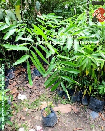 Cây xà cừ giống Ms 08278 tại vườn ươm ILG