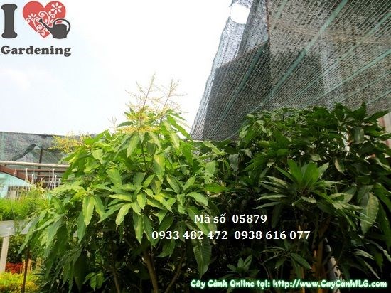 Đặc điểm lá và tán cây xoài cát Hòa Lộc