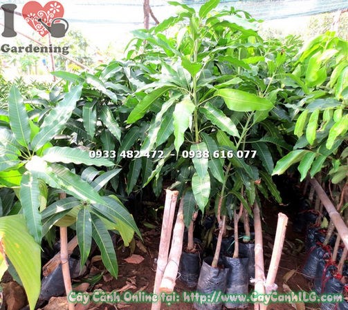 Cây xoài cát Hòa Lộc giống phát triển khỏe mạnh