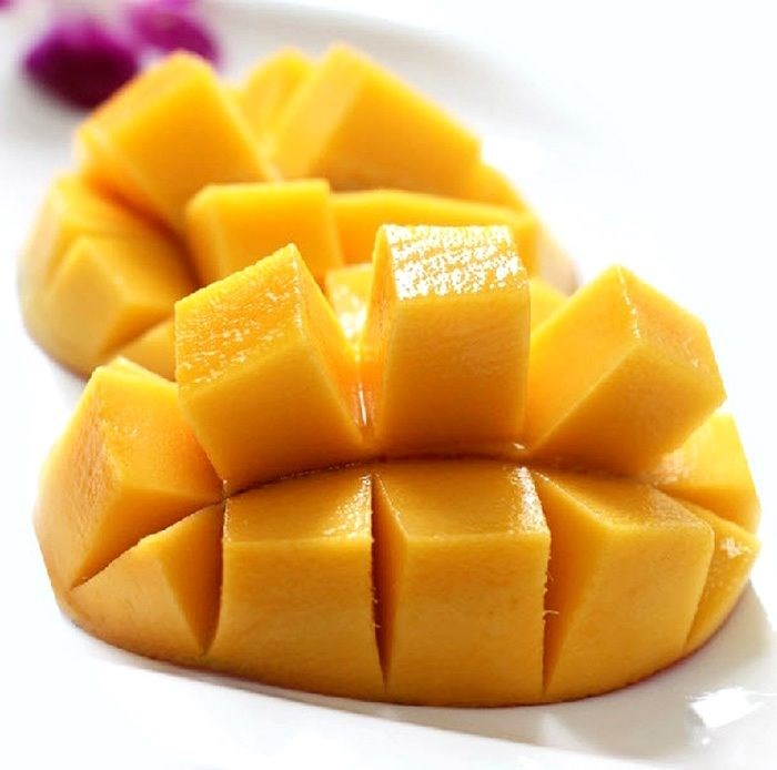 Cây xoài cát Hòa Lộc trưởng thành tán rộng xanh tốt