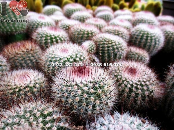 Cây xương rồng bánh sinh nhật cao 12cm giai đoạn phát triển trẻ
