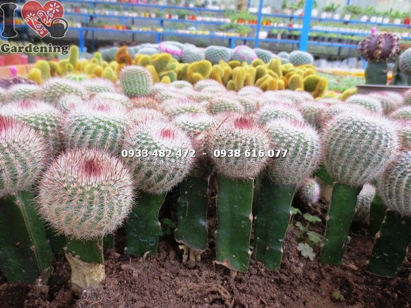 Cây xương rồng bánh sinh nhật cao 12cm – hình dáng cầu đặc trưng, hoa hồng nở vòng quanh thân