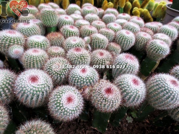 Hoa xương rồng bánh sinh nhật màu hồng nở vòng quanh đỉnh thân cây