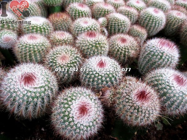Cây xương rồng bánh sinh nhật cao 12cm – góc chụp gần thấy rõ gai và hoa