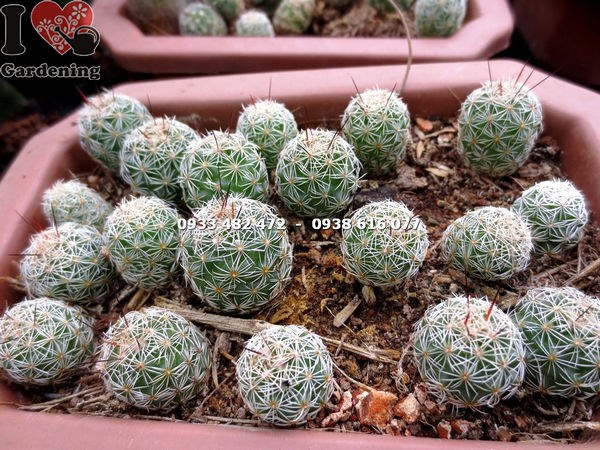 đặc điểm cây xương rồng giống