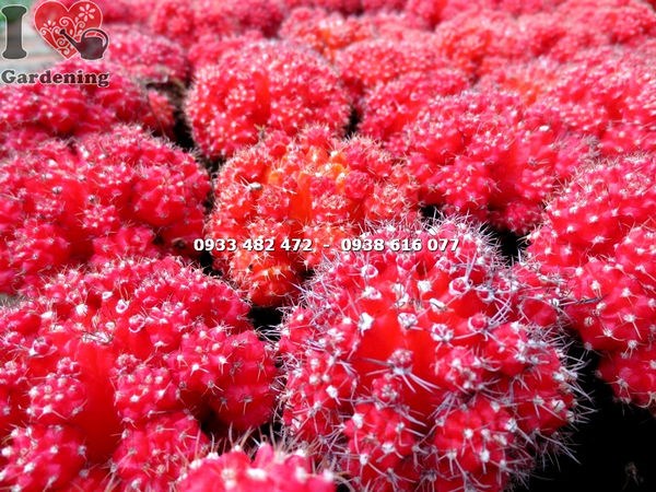 Xương rồng hồng ngọc đỏ được chăm sóc tại vườn ILG