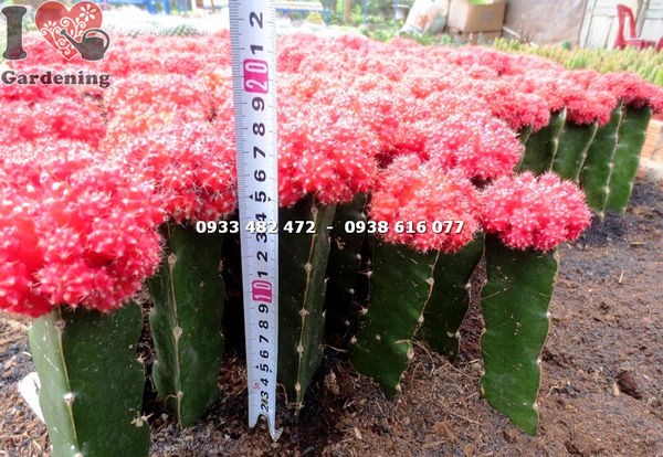 Cụm xương rồng hồng ngọc đỏ nhiều đầu trang trí tiểu cảnh