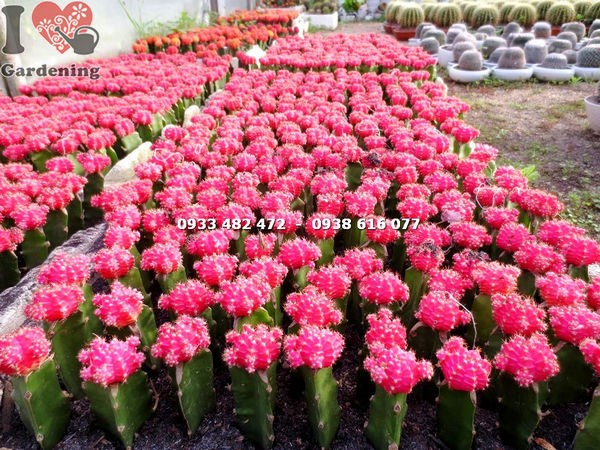 Cây xương rồng hồng ngọc nhỏ dễ thương trong chậu mini