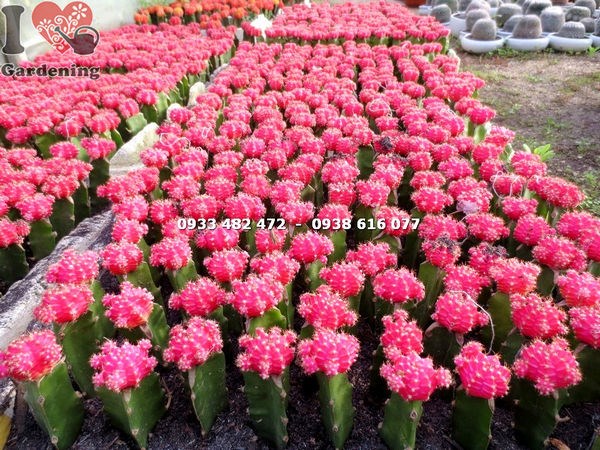 Xương rồng hồng ngọc đỏ nhỏ xinh trang trí bàn làm việc