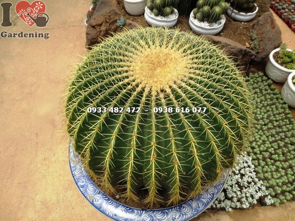 Cây xương rồng kim hổ lớn cổ thụ trang trí sân vườn công trình