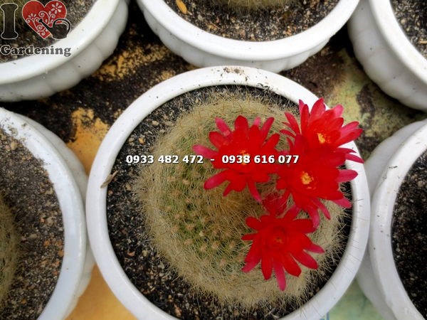 Cây xương rồng lông thiên nga trung – hoa đỏ nở rực