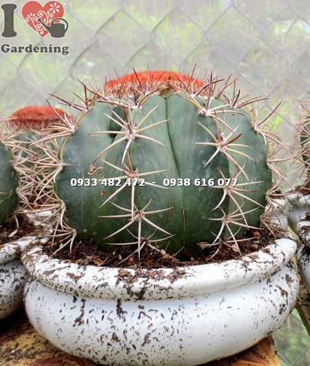 Cây xương rồng mê lô lớn - điểm nhấn cảnh quan độc đáo