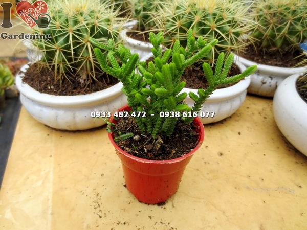 Cây xương rồng trúc xanh nhỏ Ms 14127 – ILG cung cấp sỉ lẻ toàn quốc