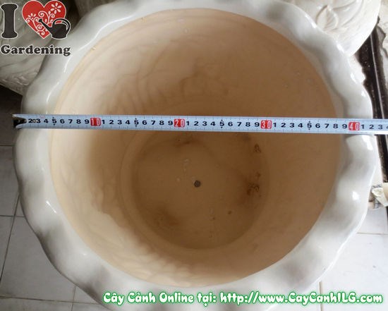 Hướng dẫn chăm sóc cây trong chậu Ba Chân Men Trắng